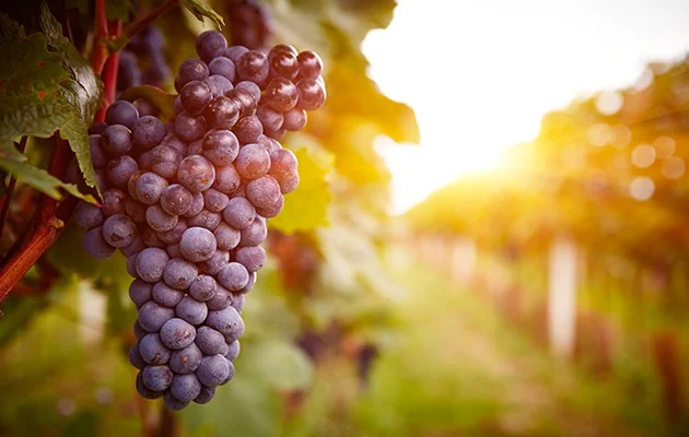 vitigno-nebbiolo.jpg