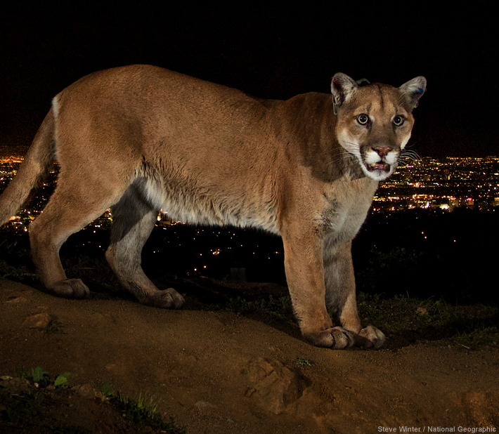 Seattle: Cougar