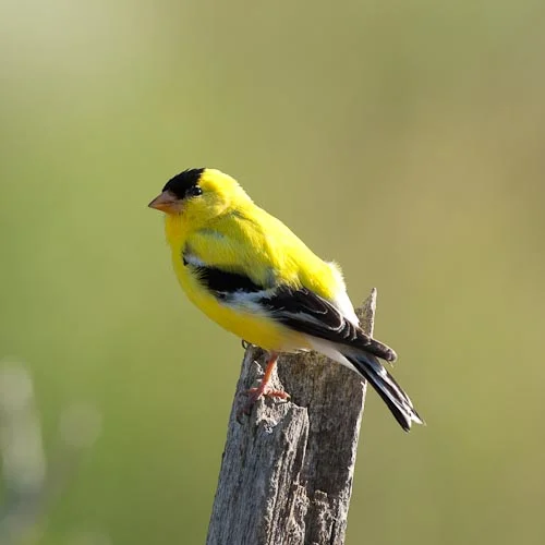 "Seattle’s Urban Bird Treaty City" Signing Celebration