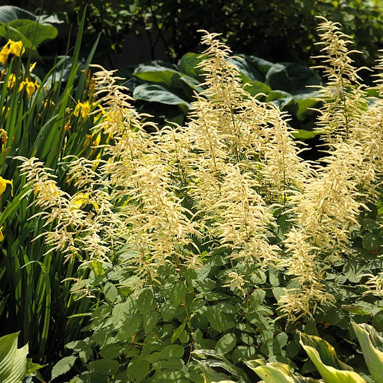 Society for Ecological Restoration (SER) Native Plant Sale