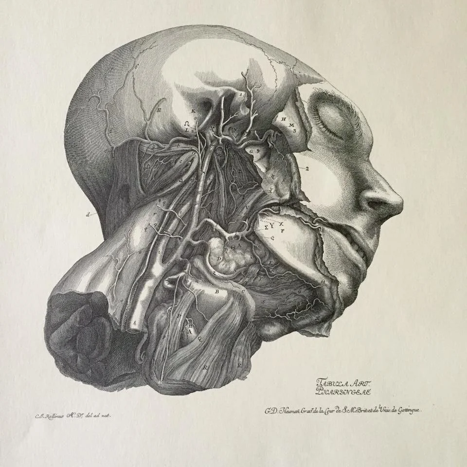 Sketch by the Swiss "father of modern physiology" Albrecht von Haller