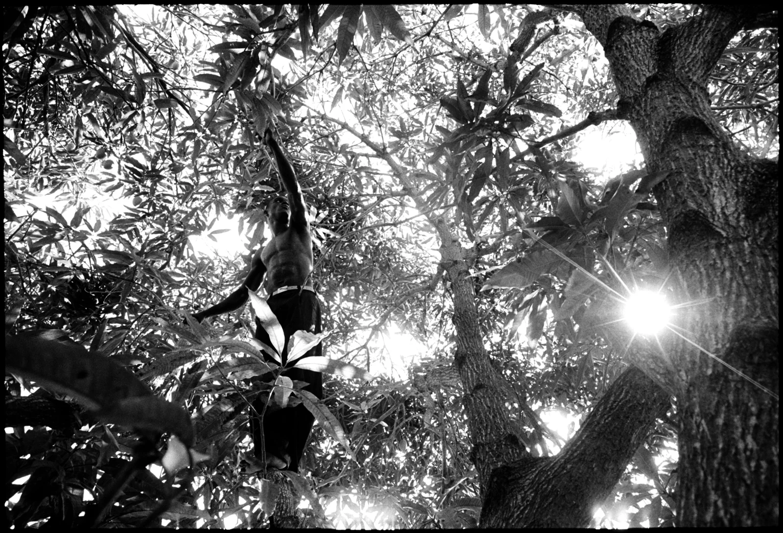 dawson in tree 2 copy.jpg