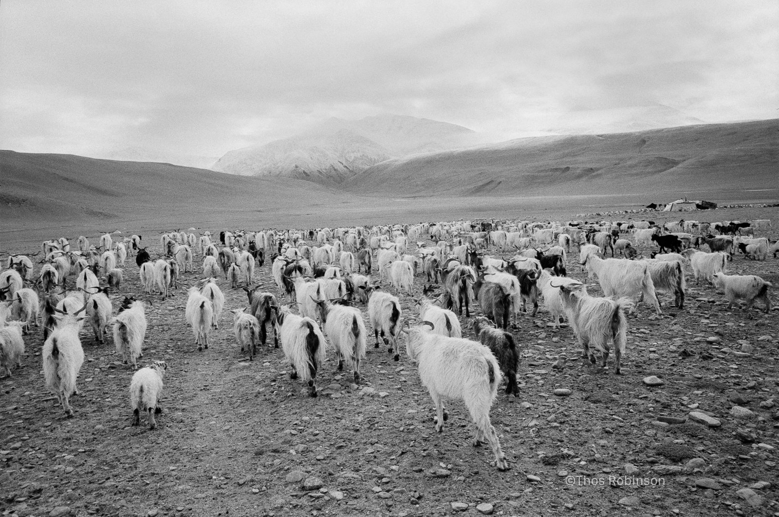goat herd 3.jpg