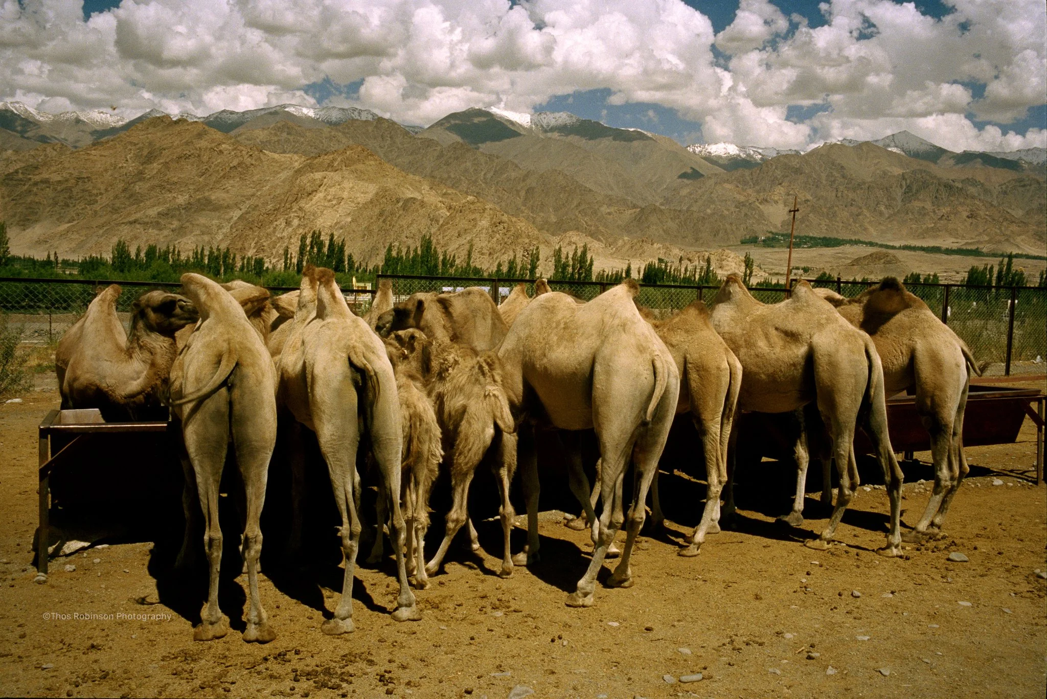 camel farm 1.jpg