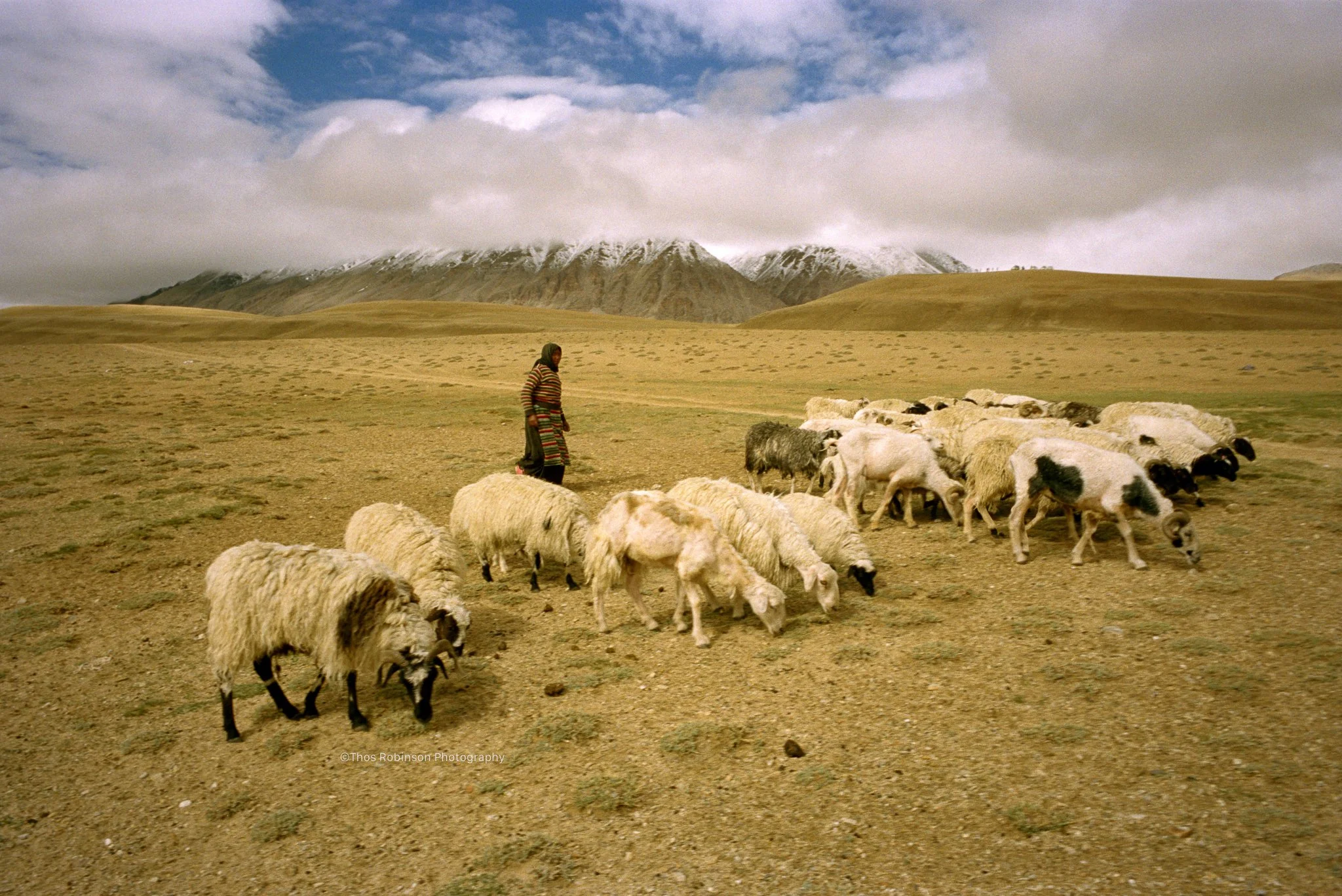 herder with goats.jpg