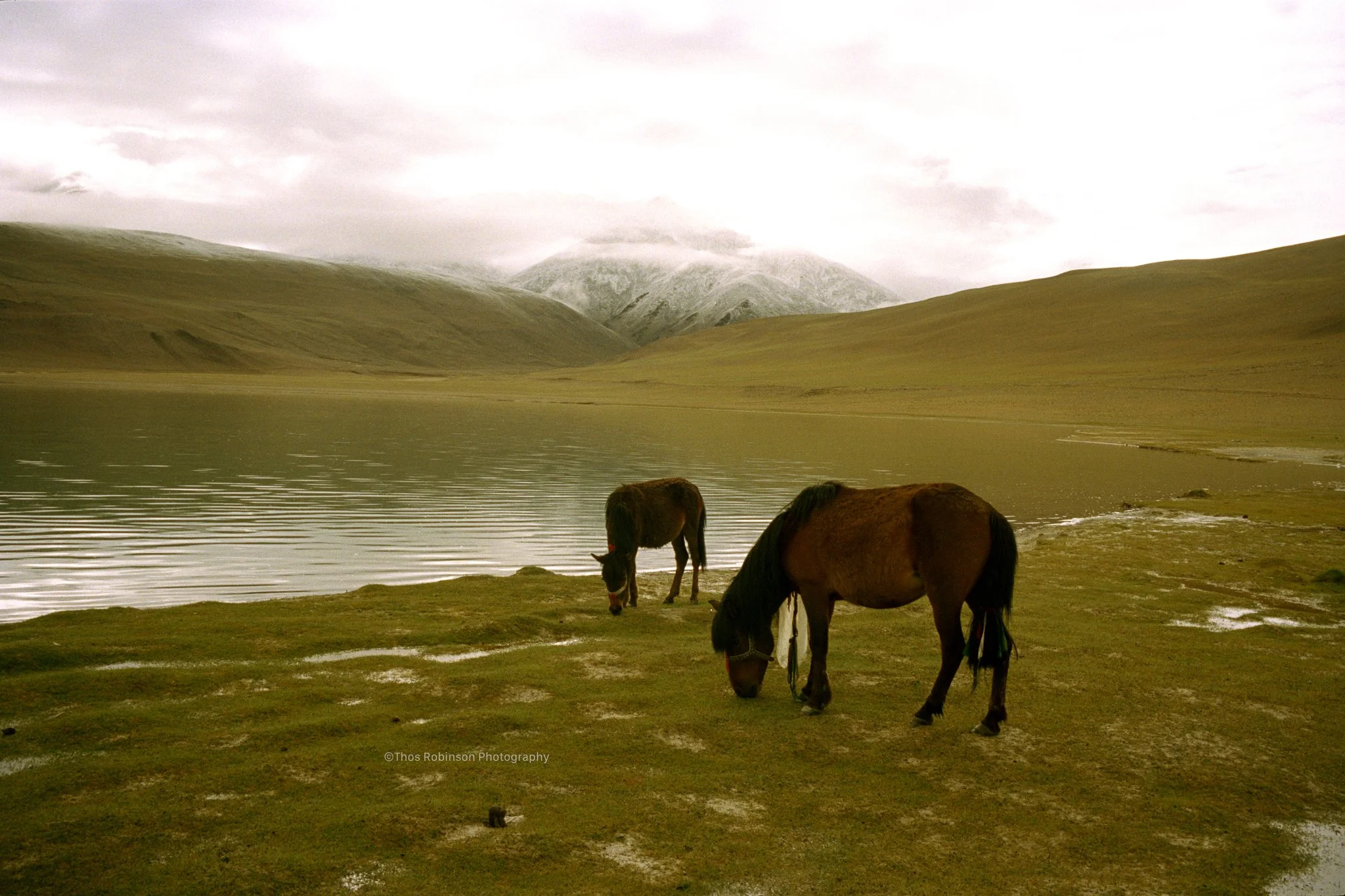 ladakh horses 2.jpg