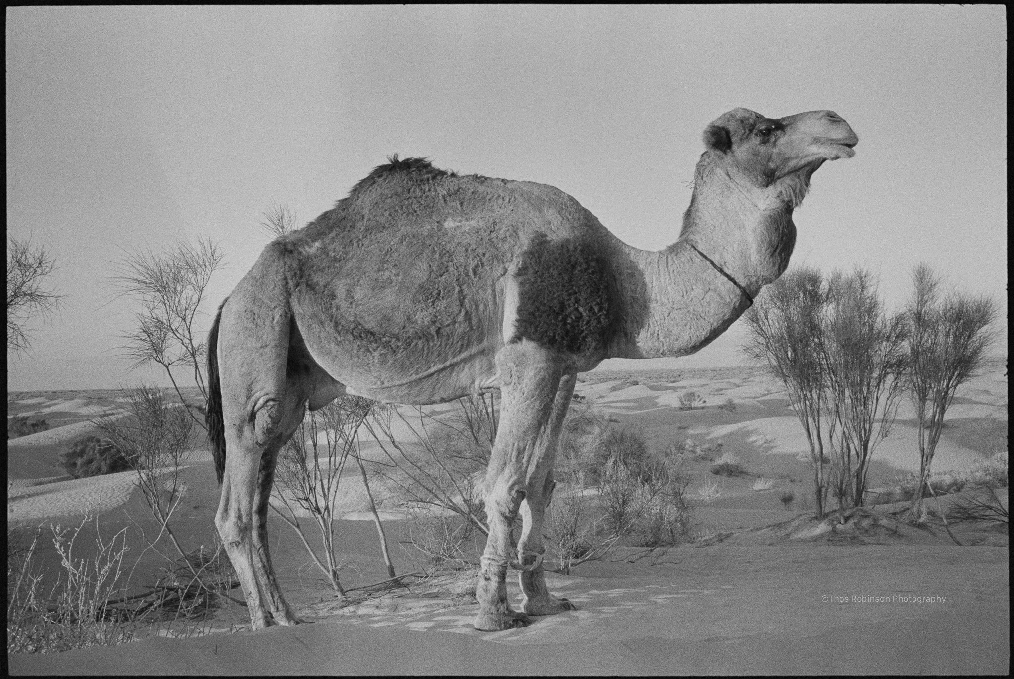  Haneen. Douz, Tunisia  