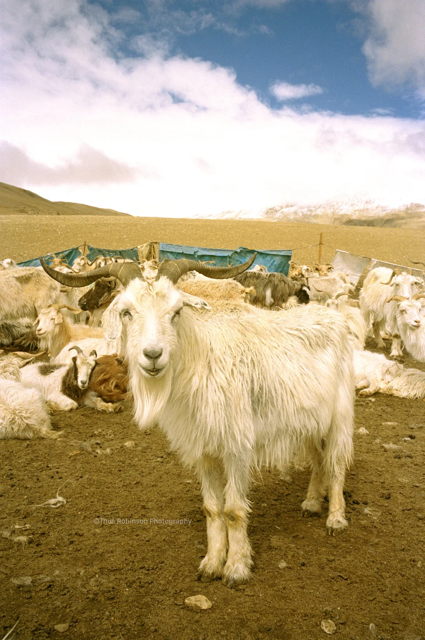 Ladakh goat 1.jpg