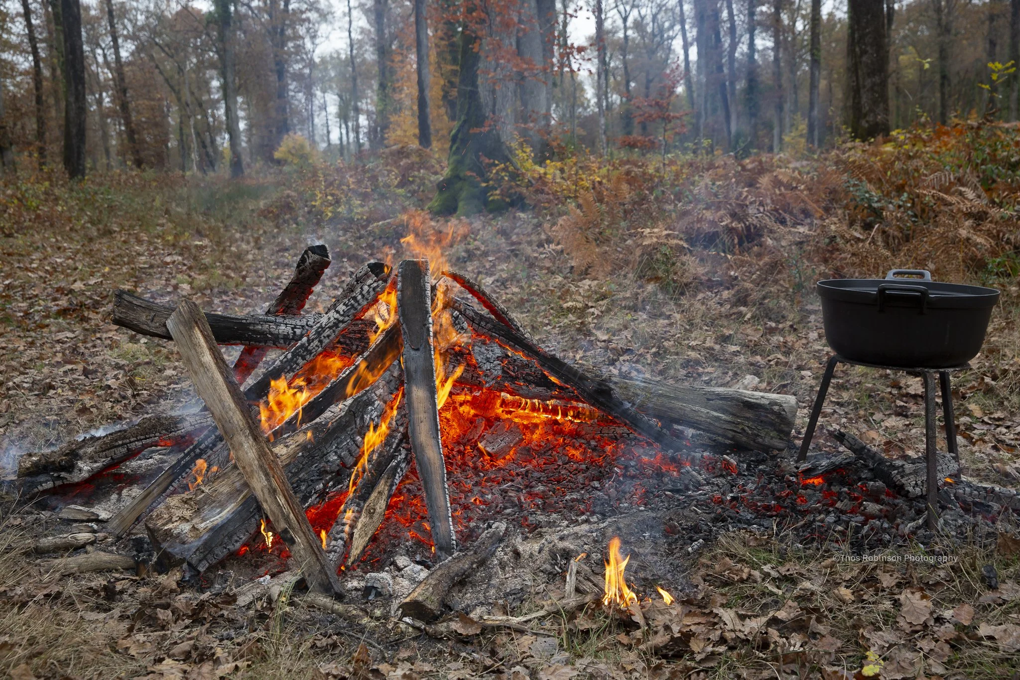  Forrests of Allier, France  