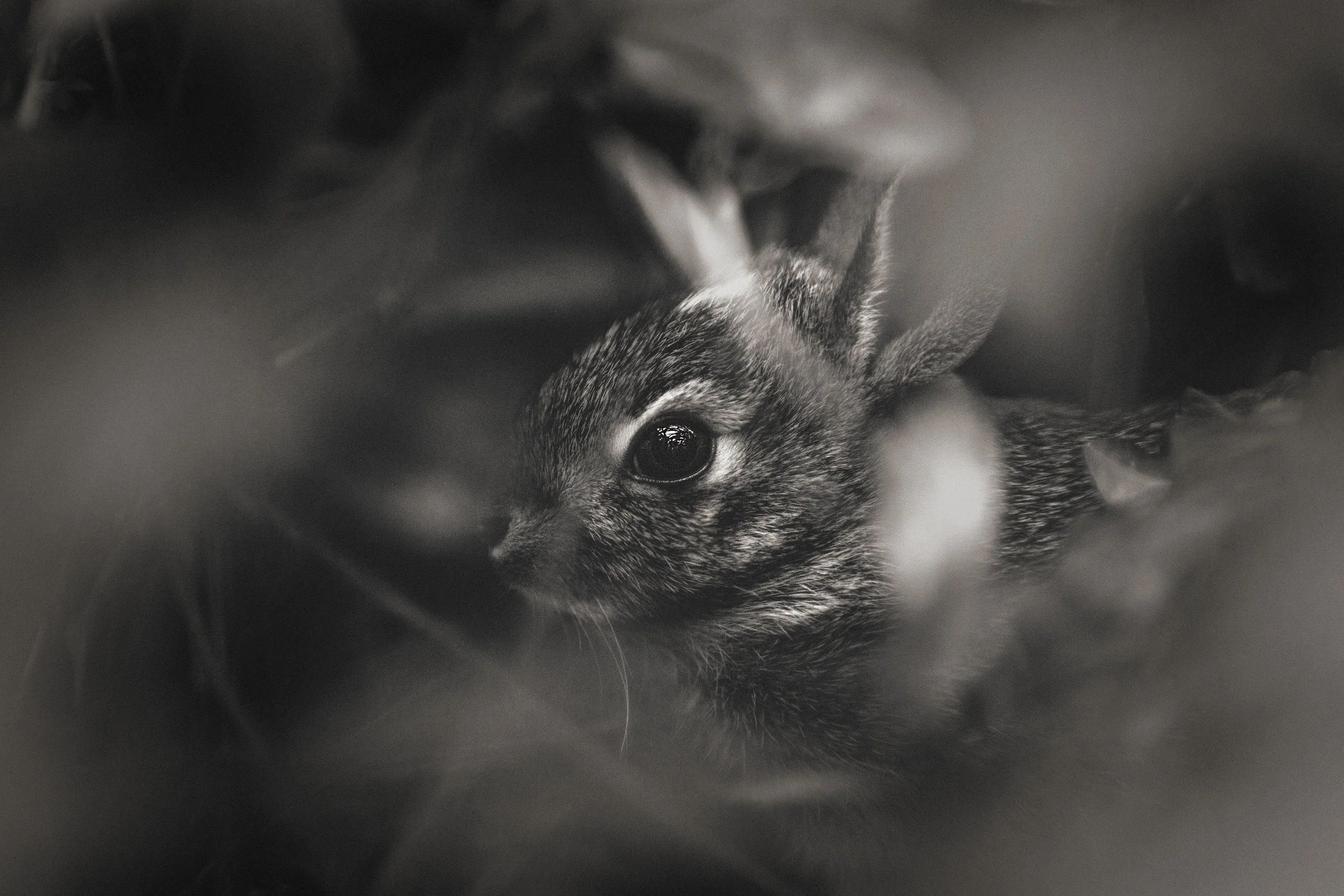 D05A4322-Edit-Edit-Edit.JPG