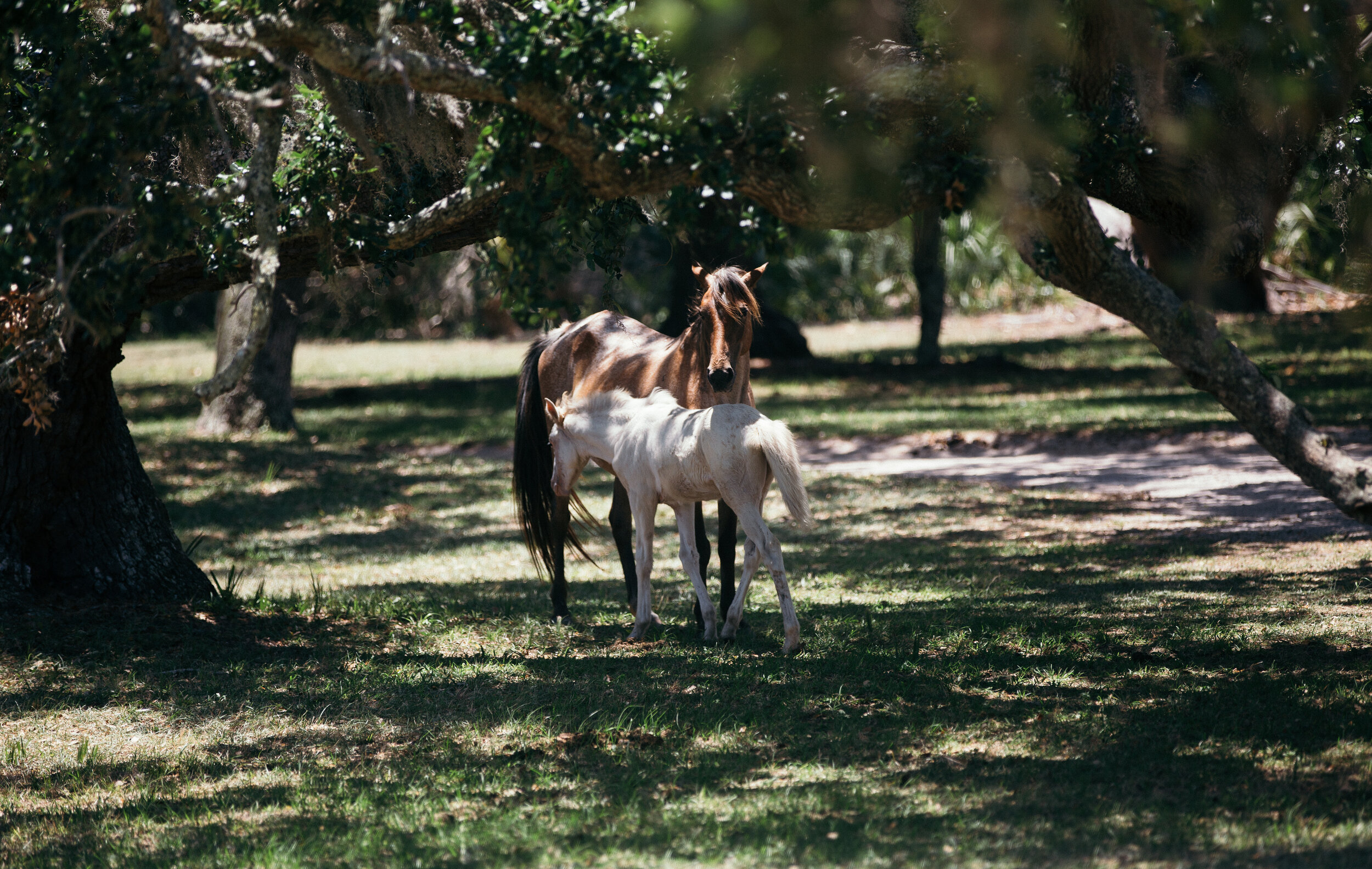 Cumberland Island + Wild Horses