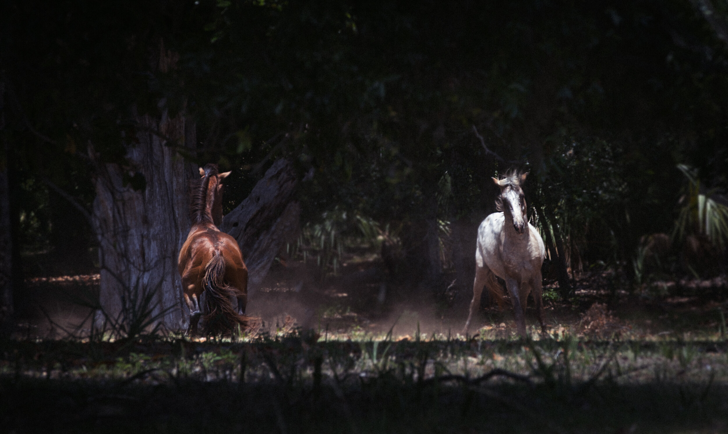 Cumberland Island + Wild Horses