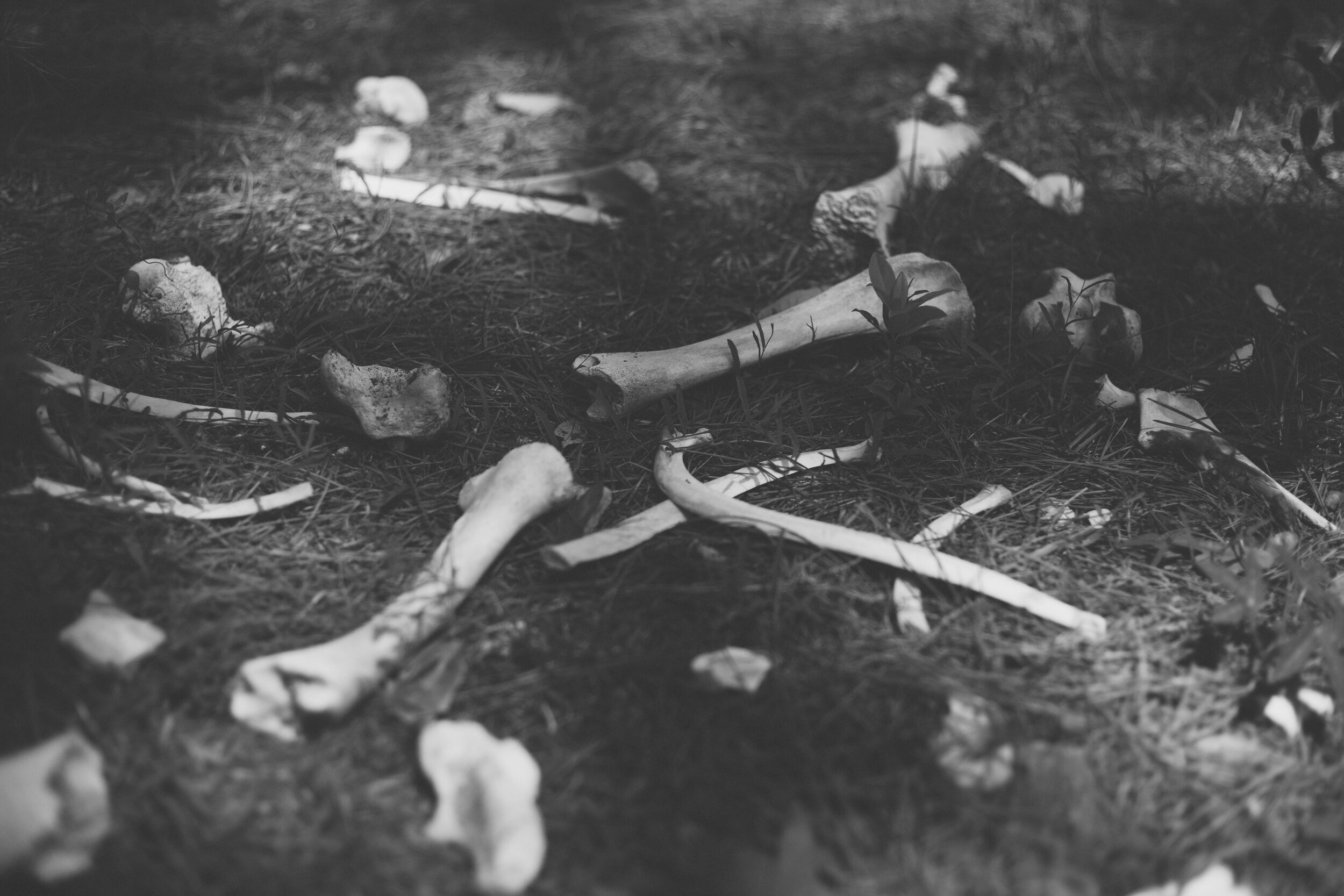 ossuary + Cumberland Island