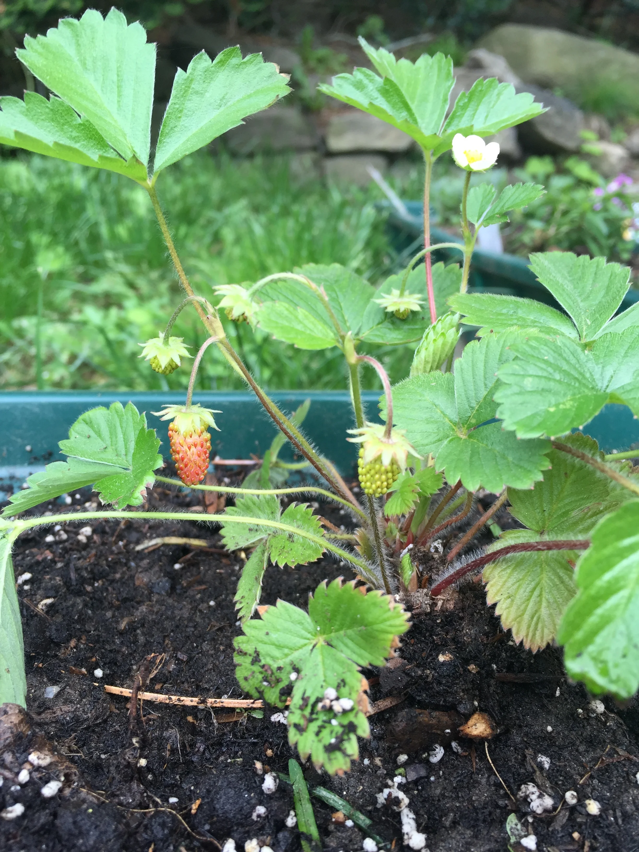 Our First Strawberry 