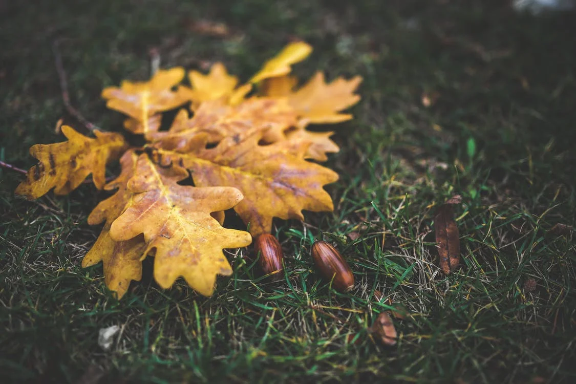 yellow-leaf-leaves-autumn.jpg