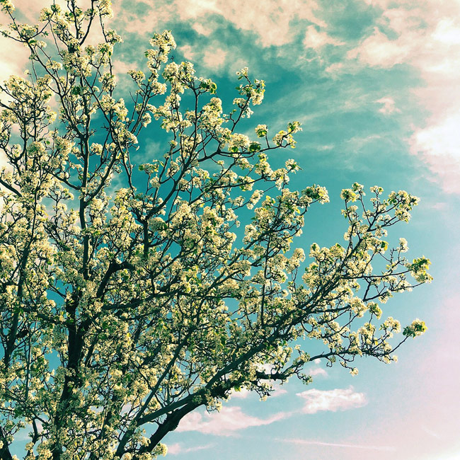 Catching the early bloom of cherry blossoms which come and go in a blink.