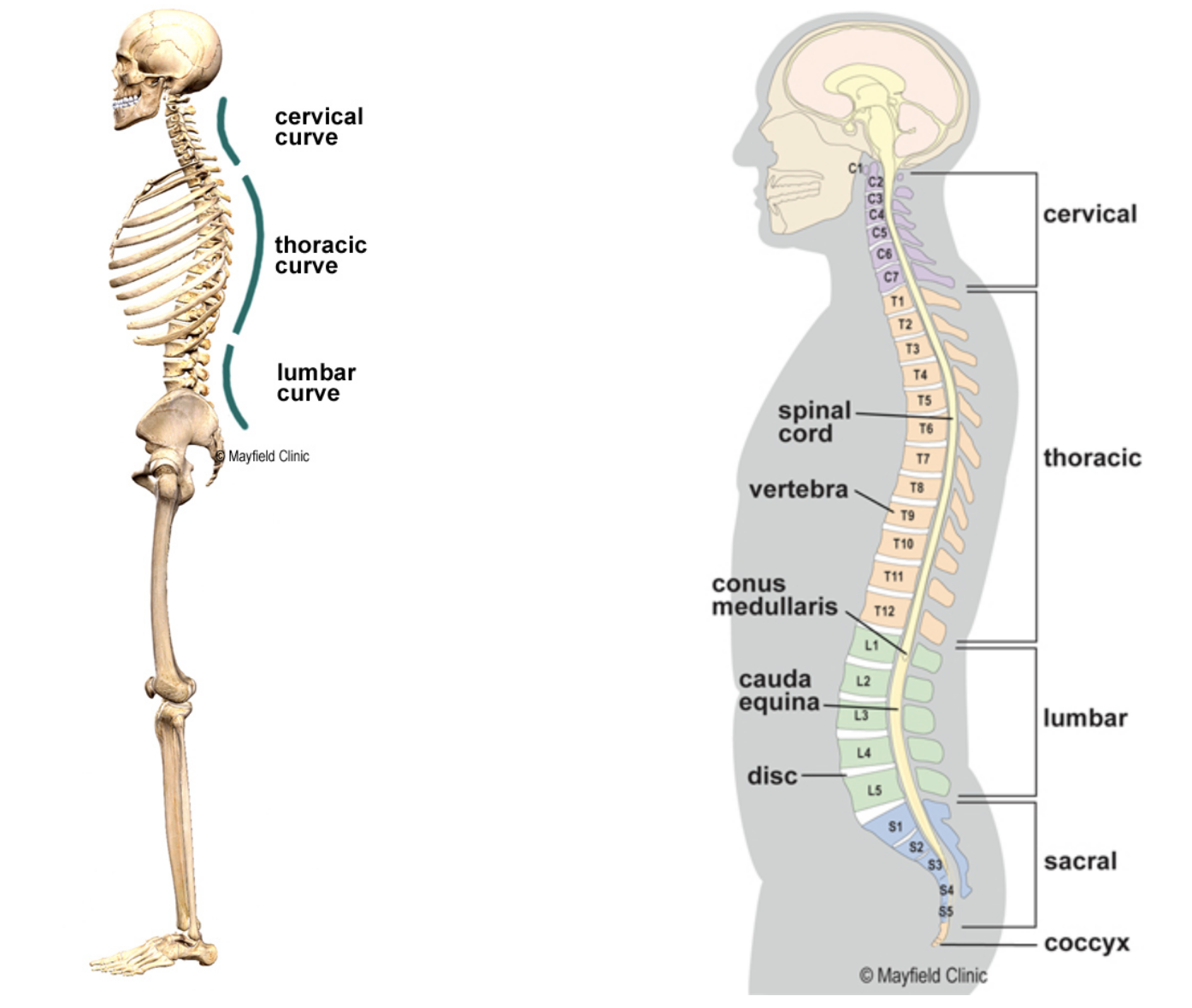 The Beauty & Function of the Natural Curves of the Spine — Pilates Collective Denver