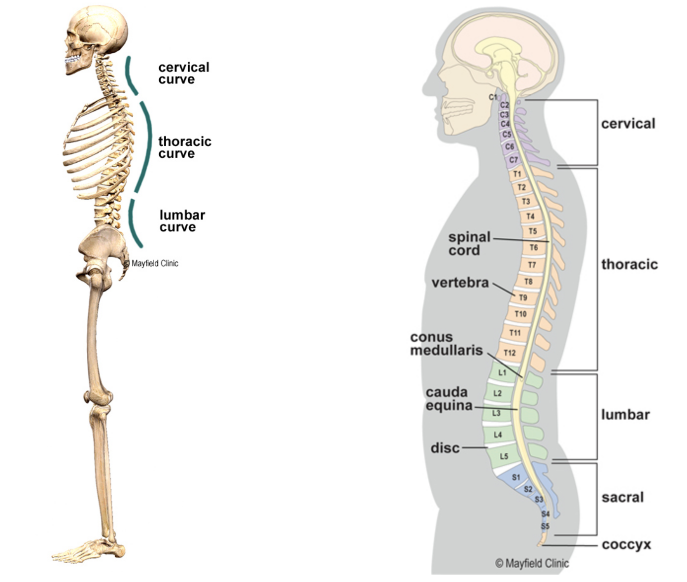 The Beauty Function Of The Natural Curves Of The Spine Pilates Collective Denver