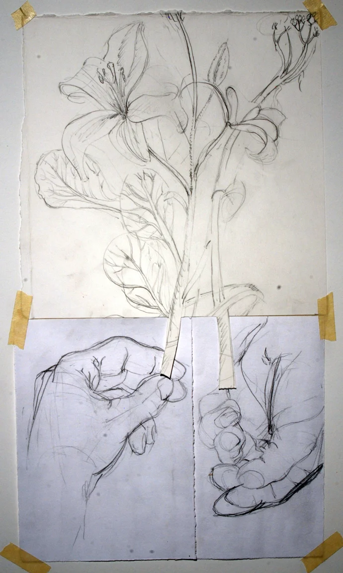 Flower and Hand, 2012, pencil, paper, 20"h x 11"w