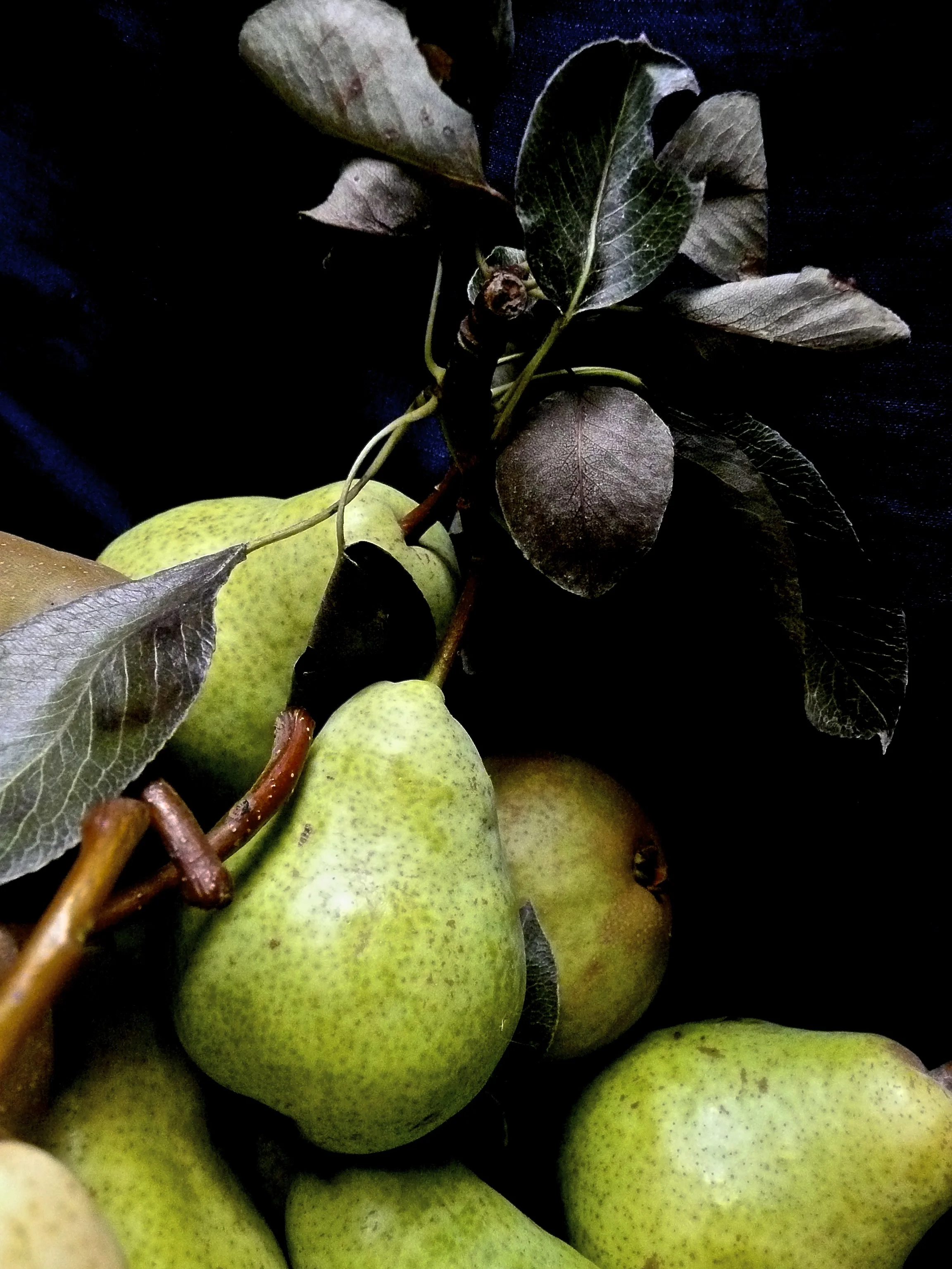 Beautiful Bartlett Pears