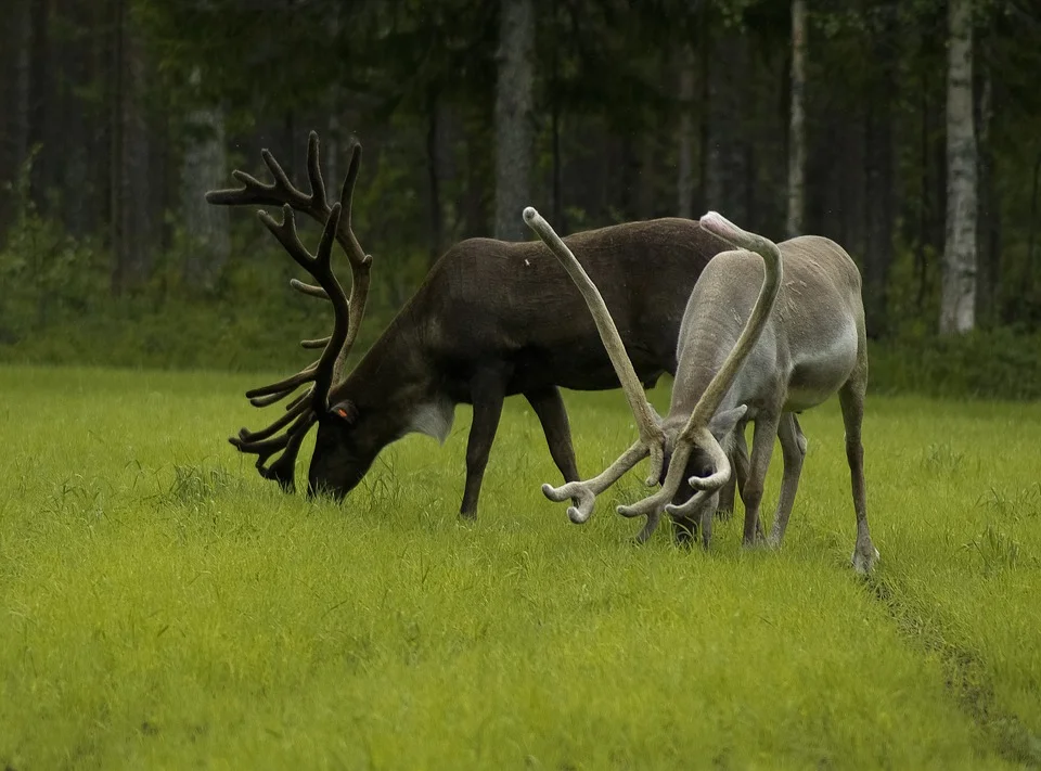 finland-909336_960_720.jpg