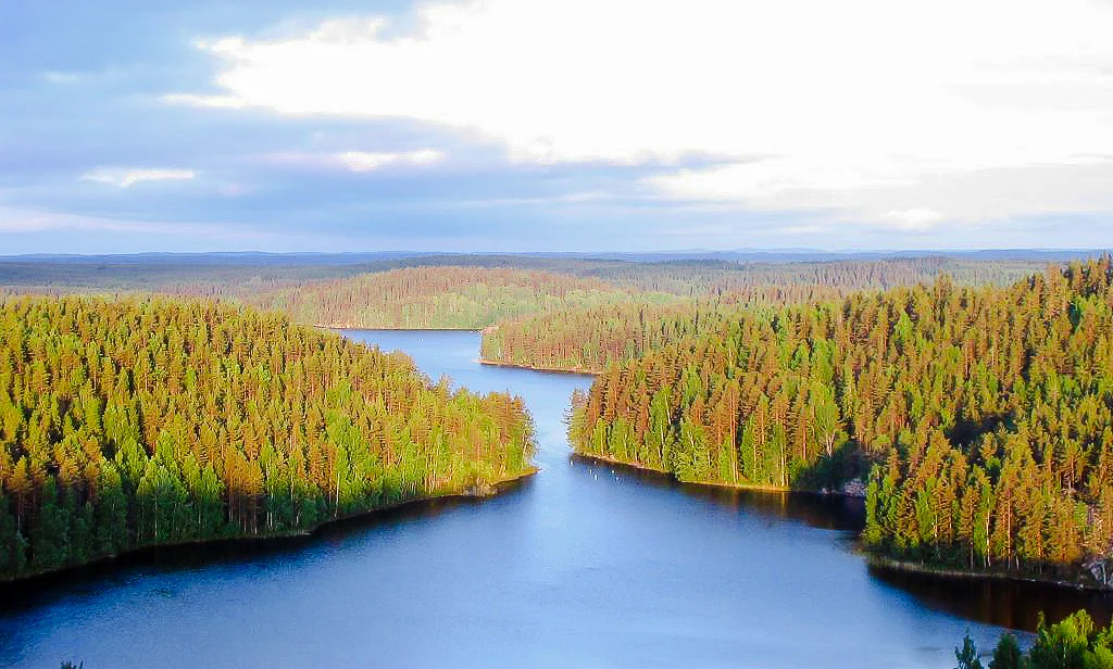 Repoveden_Kansallispuisto_Kesayonauringossa.jpg