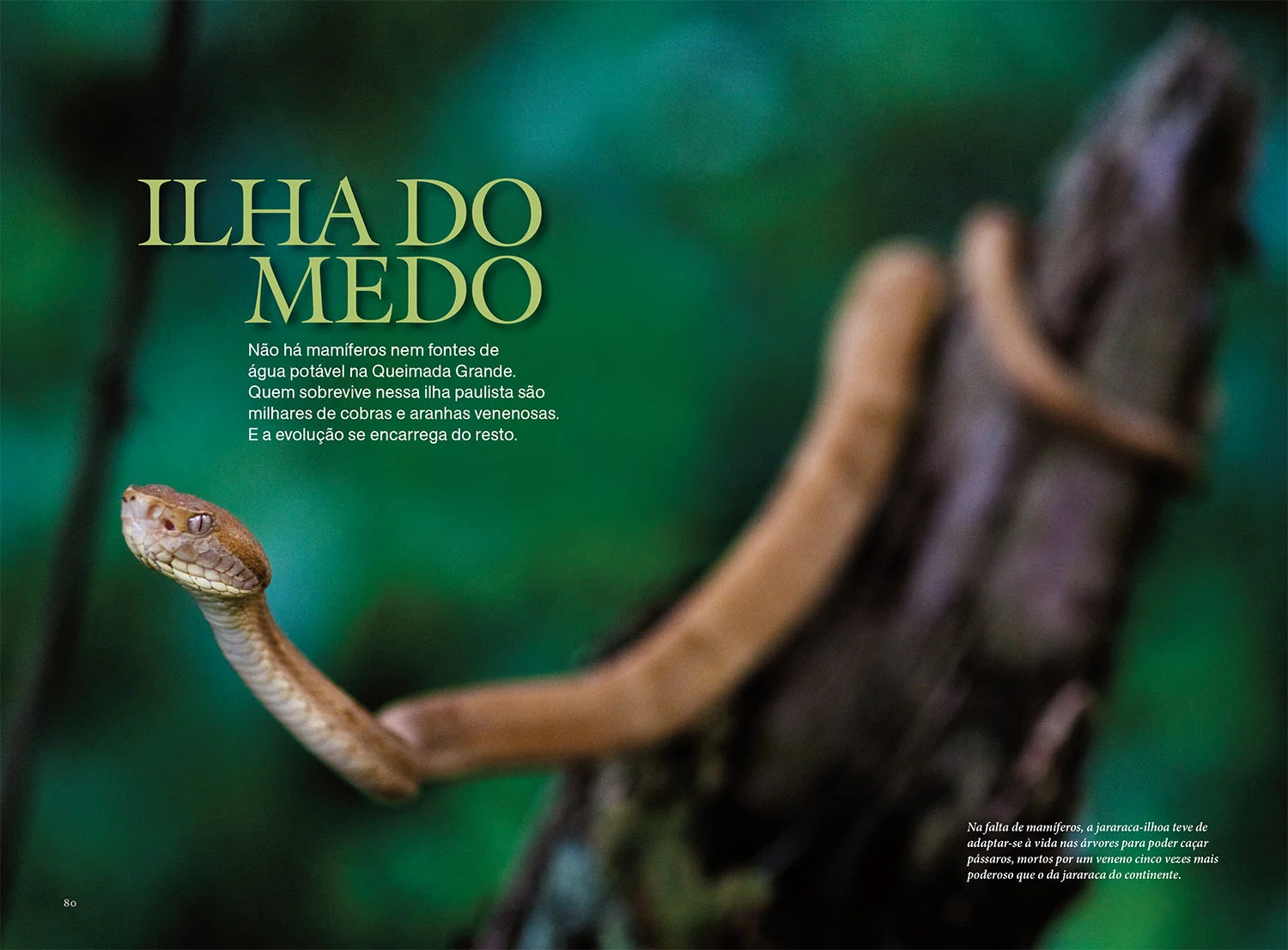 Edição de fotos e design da reportagem A ilha do medo | NG Brasil, maio 2012. Fotos de João Marcos Rosa