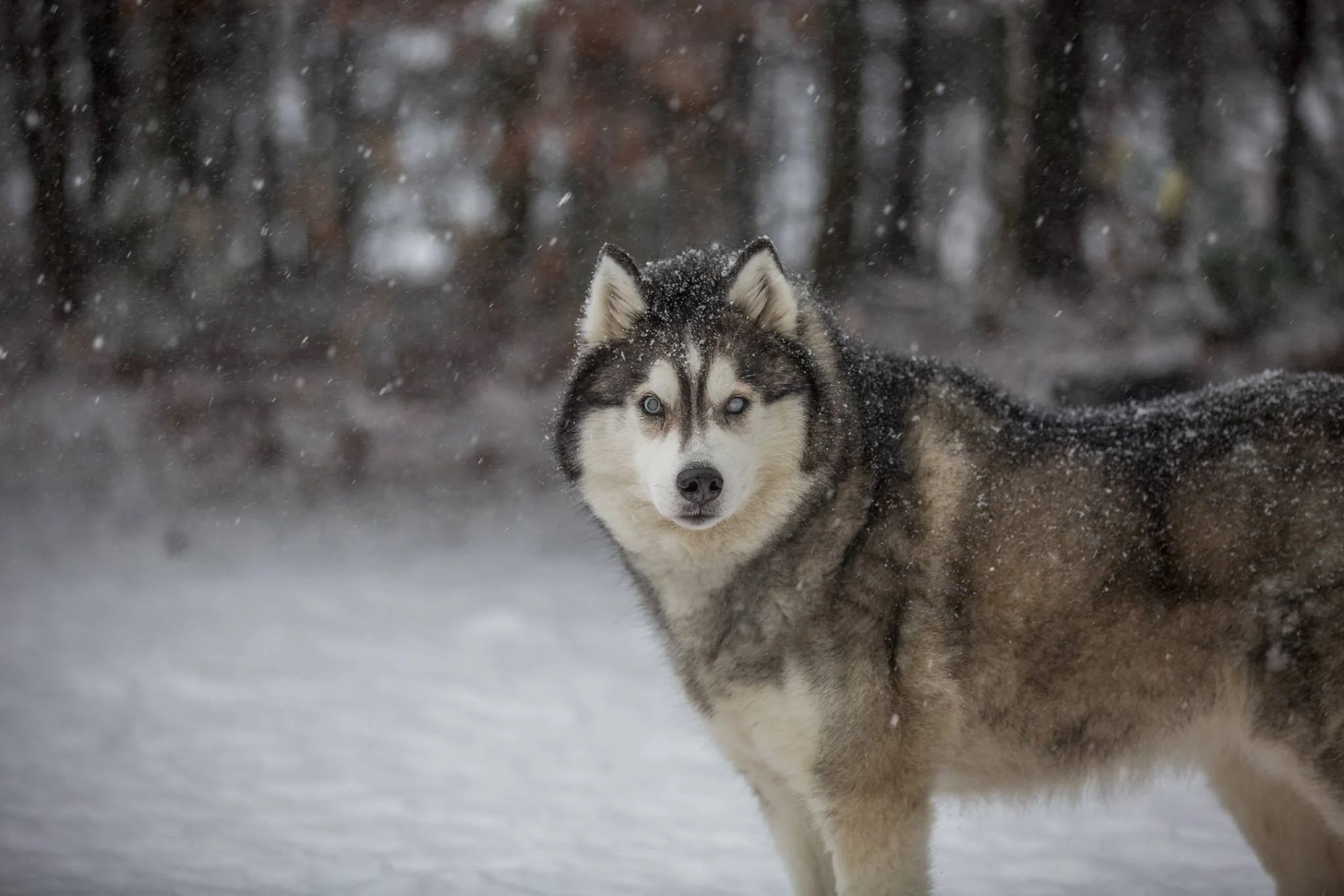 Snow2015.jpg