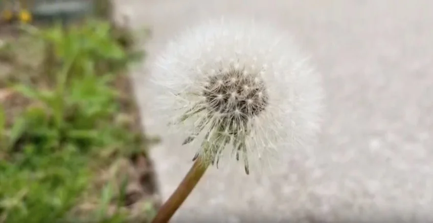 A Visit to the Dandelion Festival at Berea College