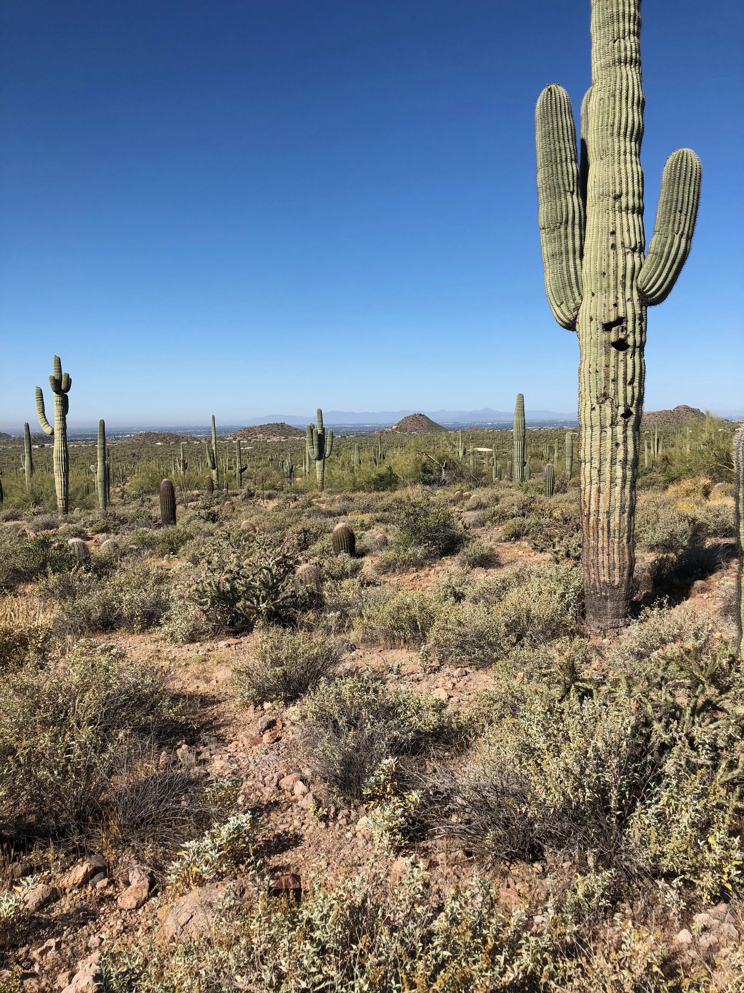 Can Phoenix be the Most Sustainable Desert City on the Planet?