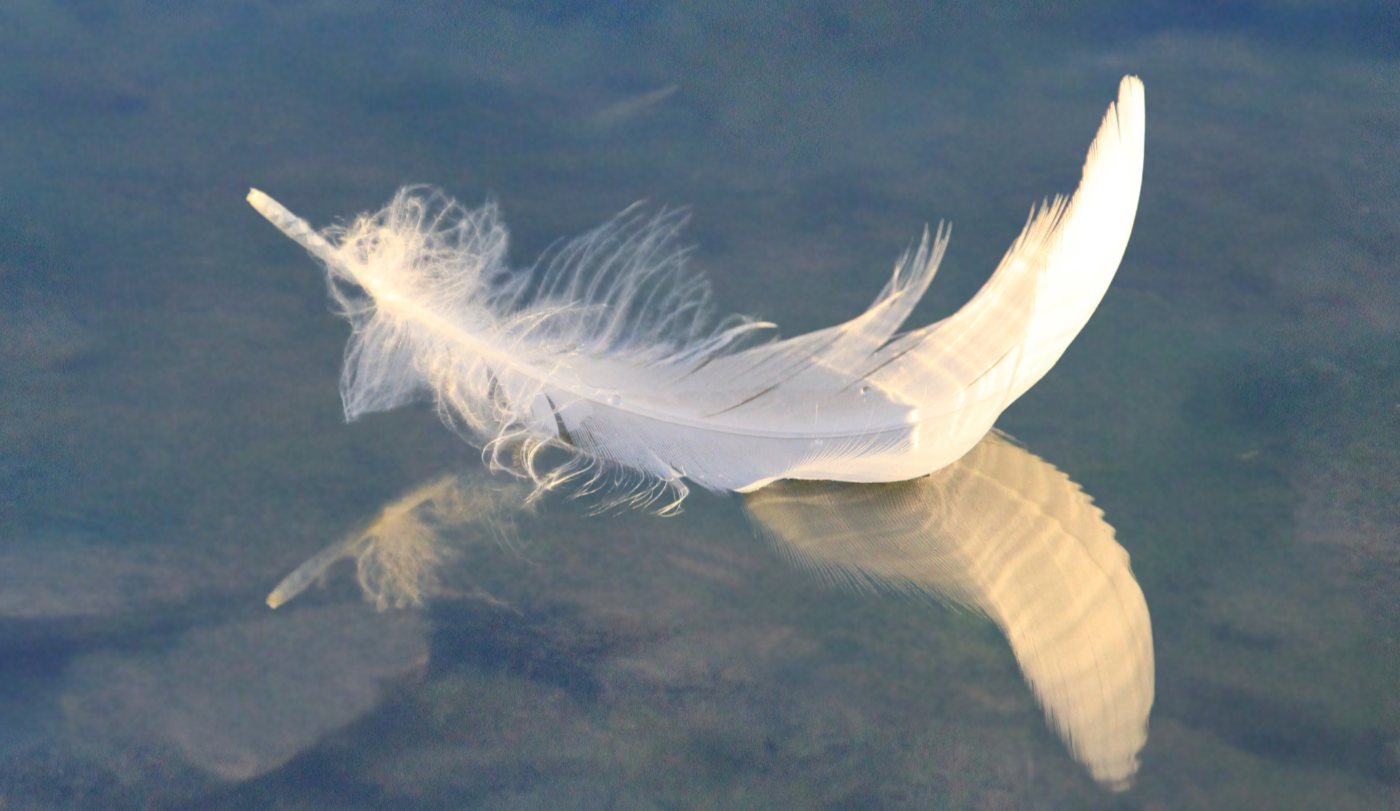 white-feathers.png