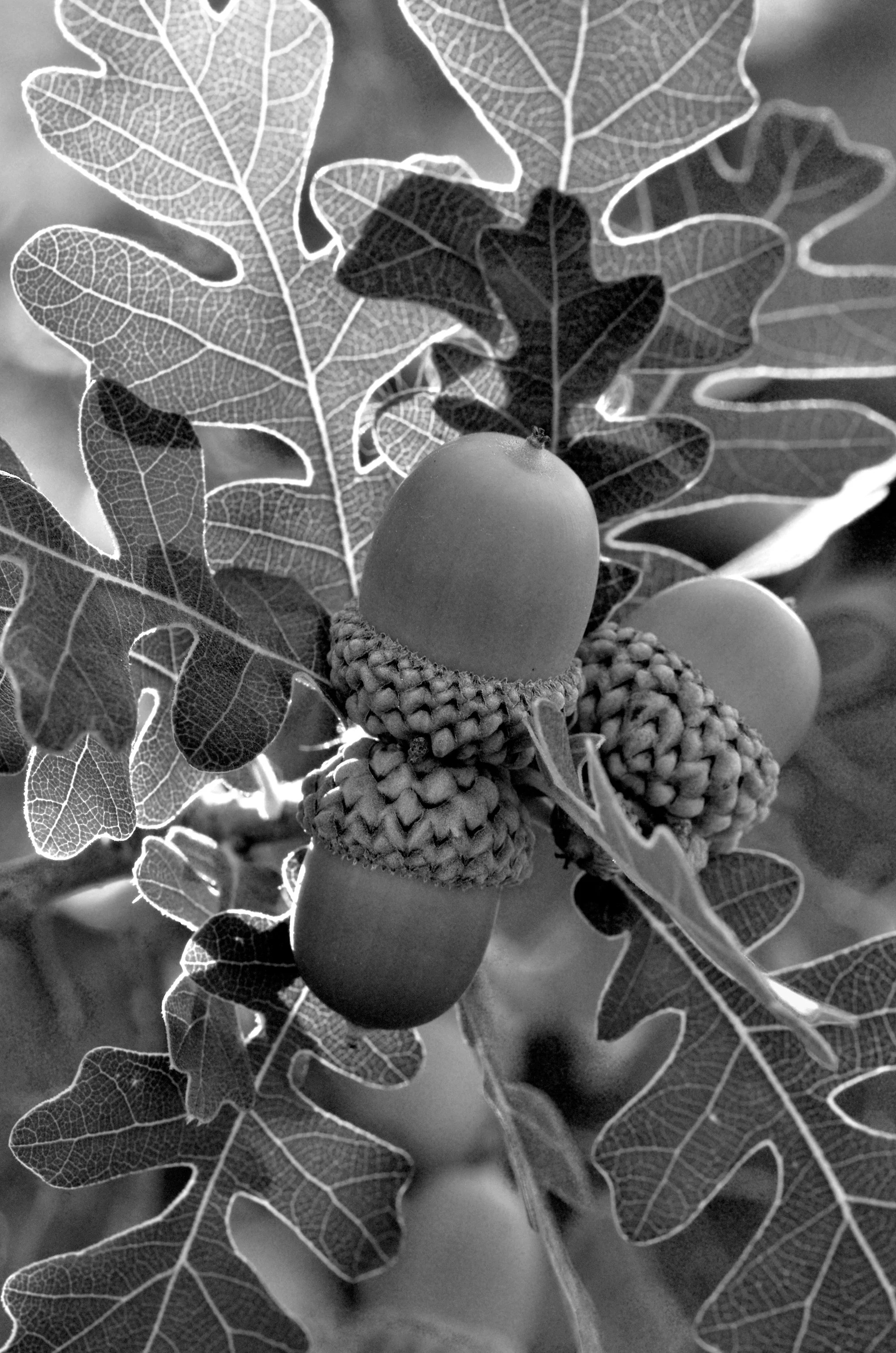 acorns.jpg