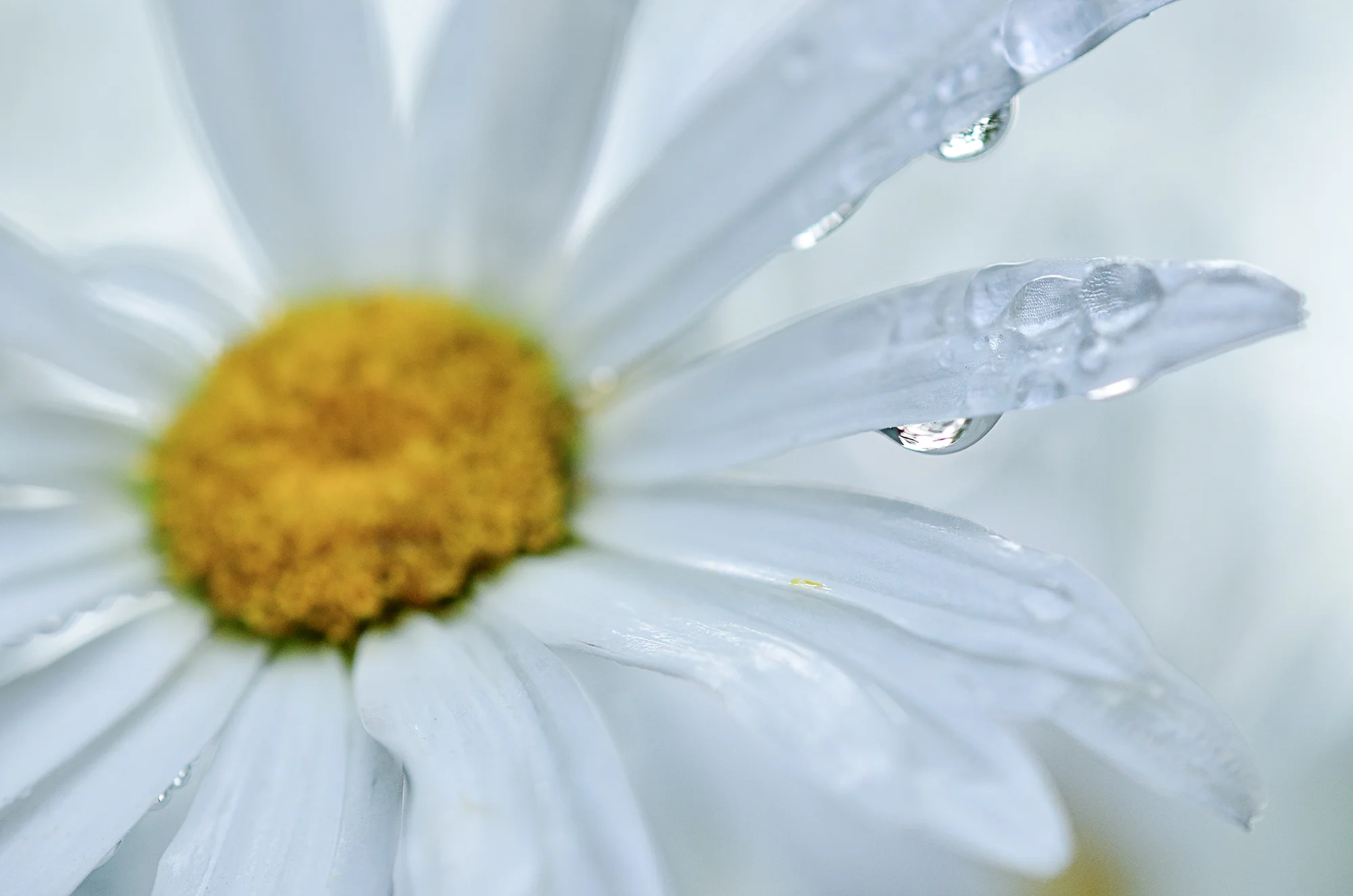 white-flower.jpg