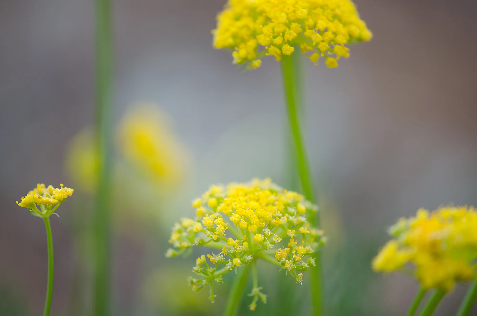 yellow-flowers.jpg