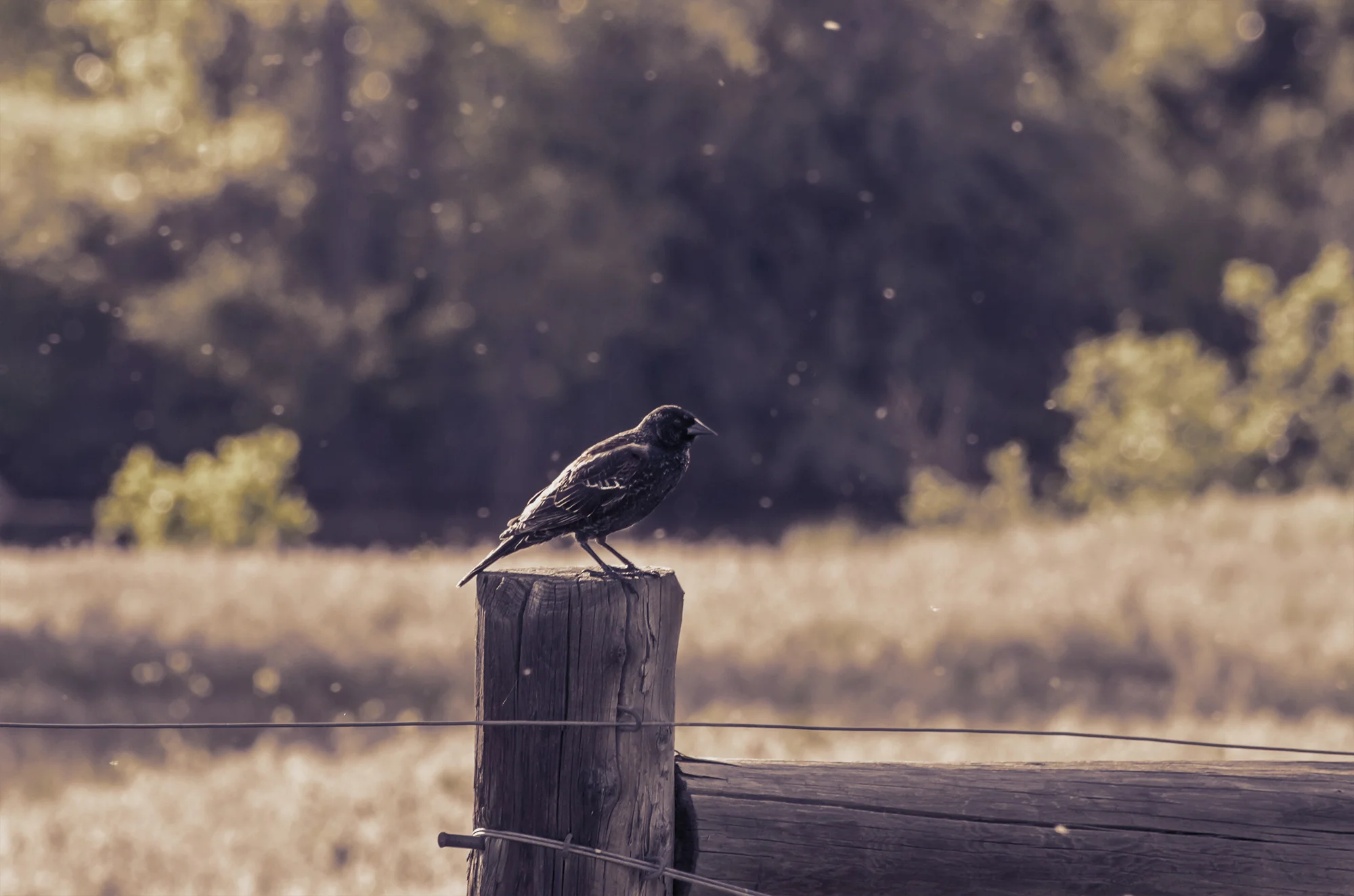 purple-crow.jpg
