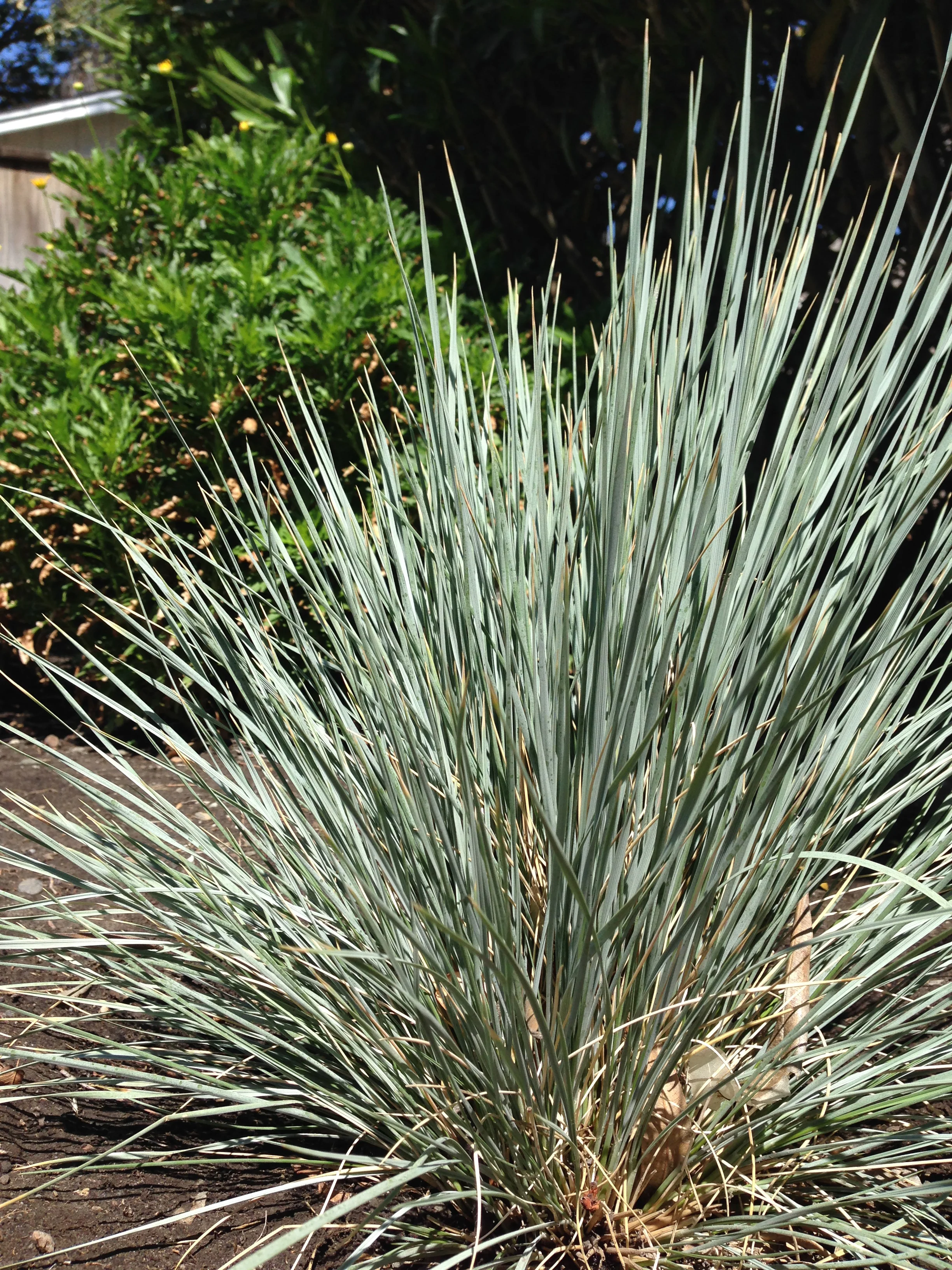 Helichtotrichon sempervirens.jpg