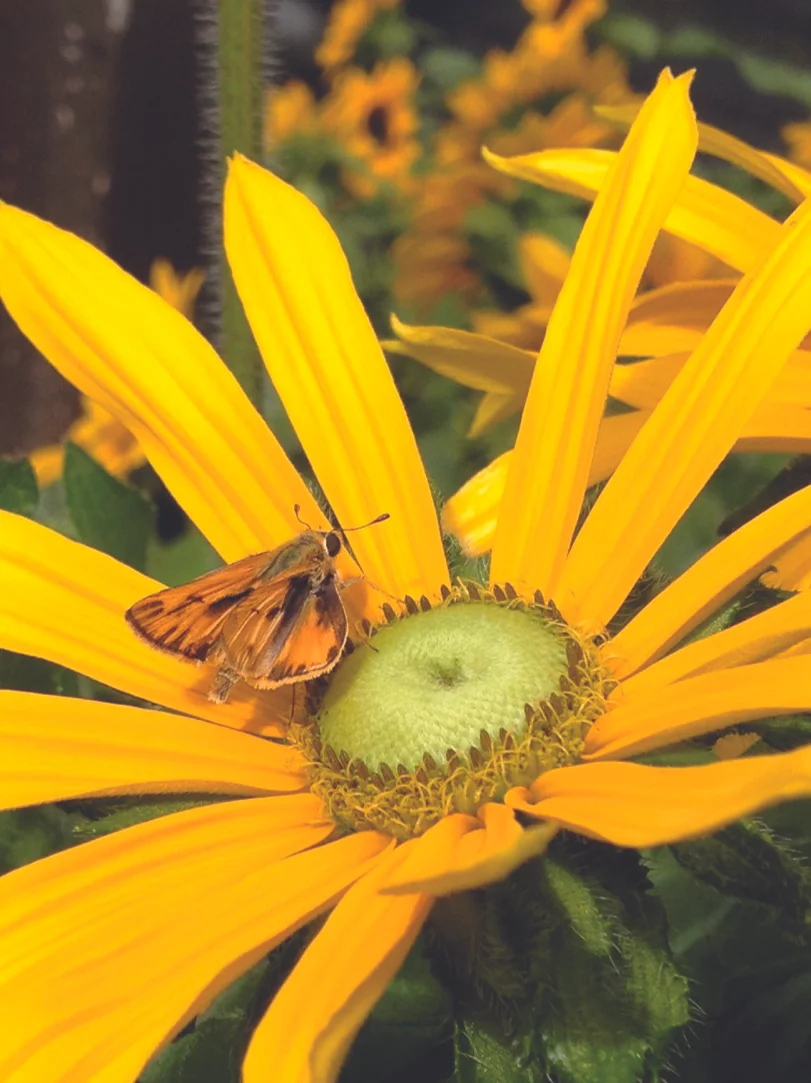 Rudbeckia.jpg