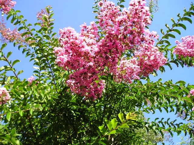 Lagerstroemia.jpg