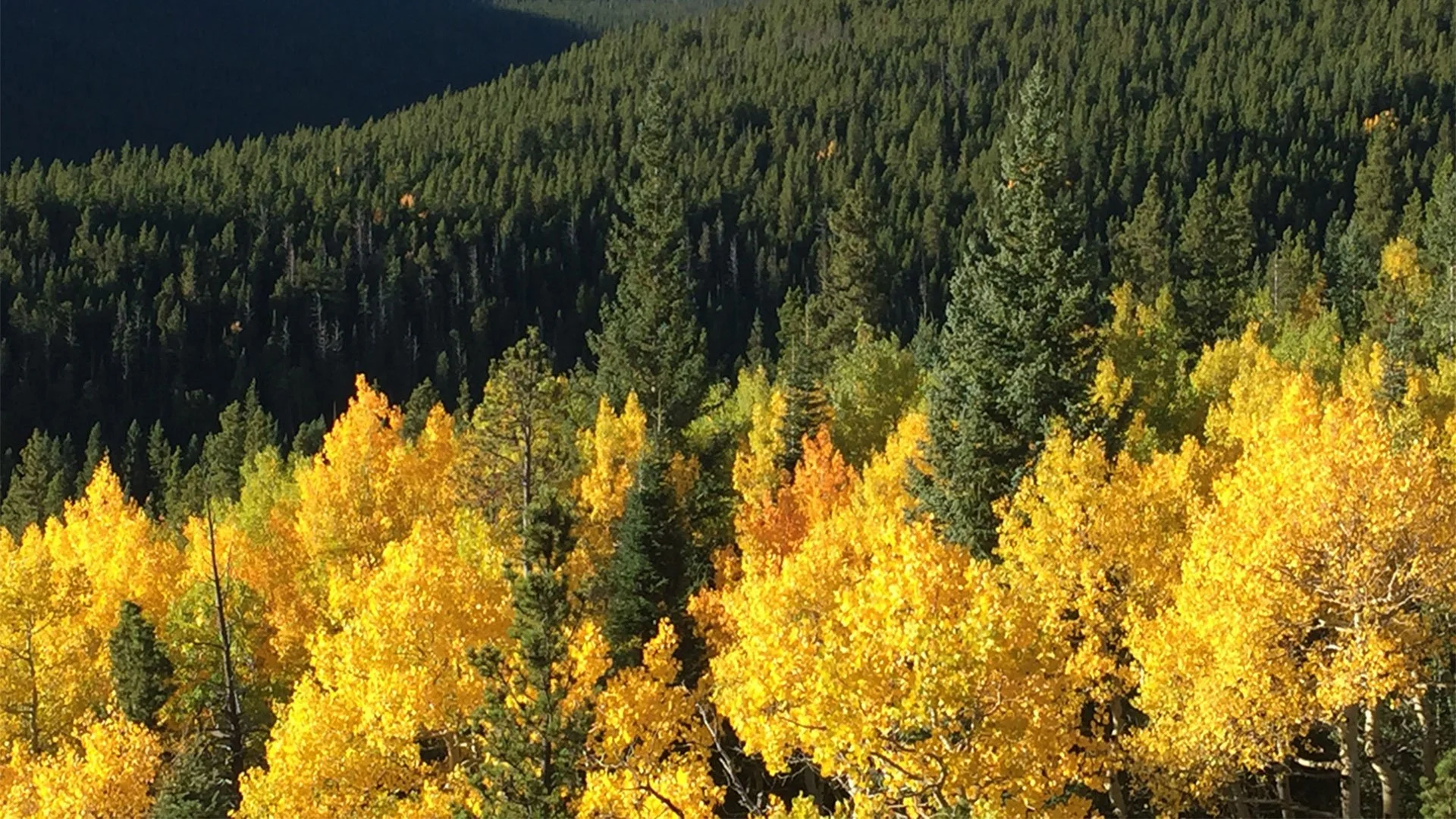 trees-1.jpg