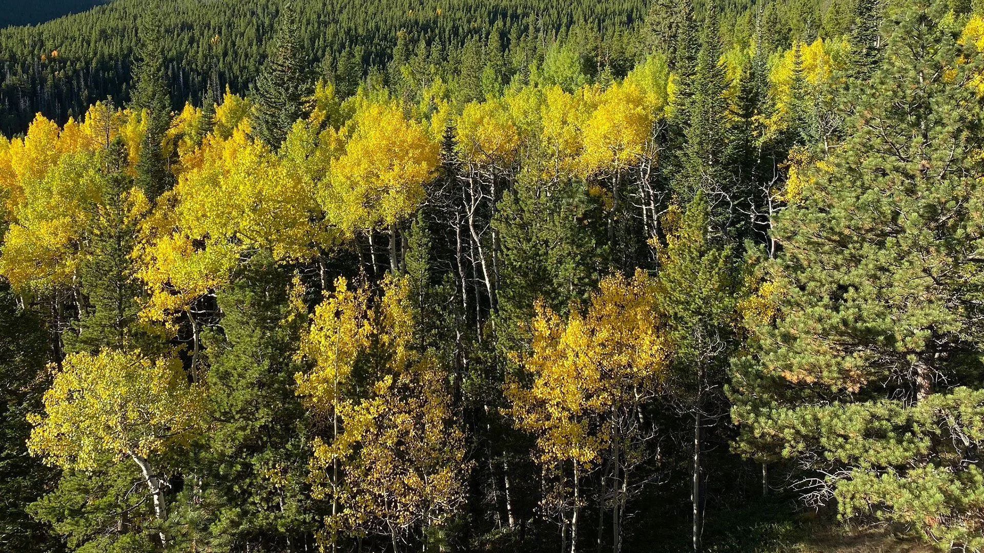 trees-2.jpg
