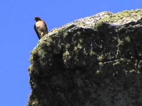 Eagle's Whistle / Highland Laddie by SHEILA na GIG with Sean Folsom