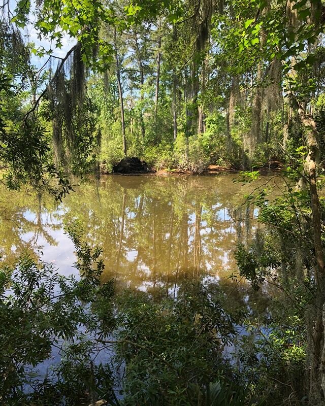 There&rsquo;s a gator in this photo! Can you find him? #gator #lifeisgood