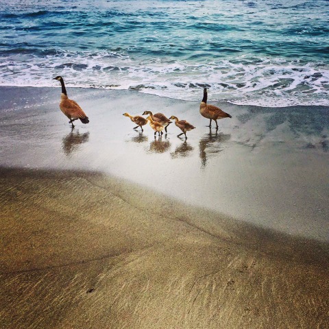 sharon garner elk beach baby Canada geese.jpeg