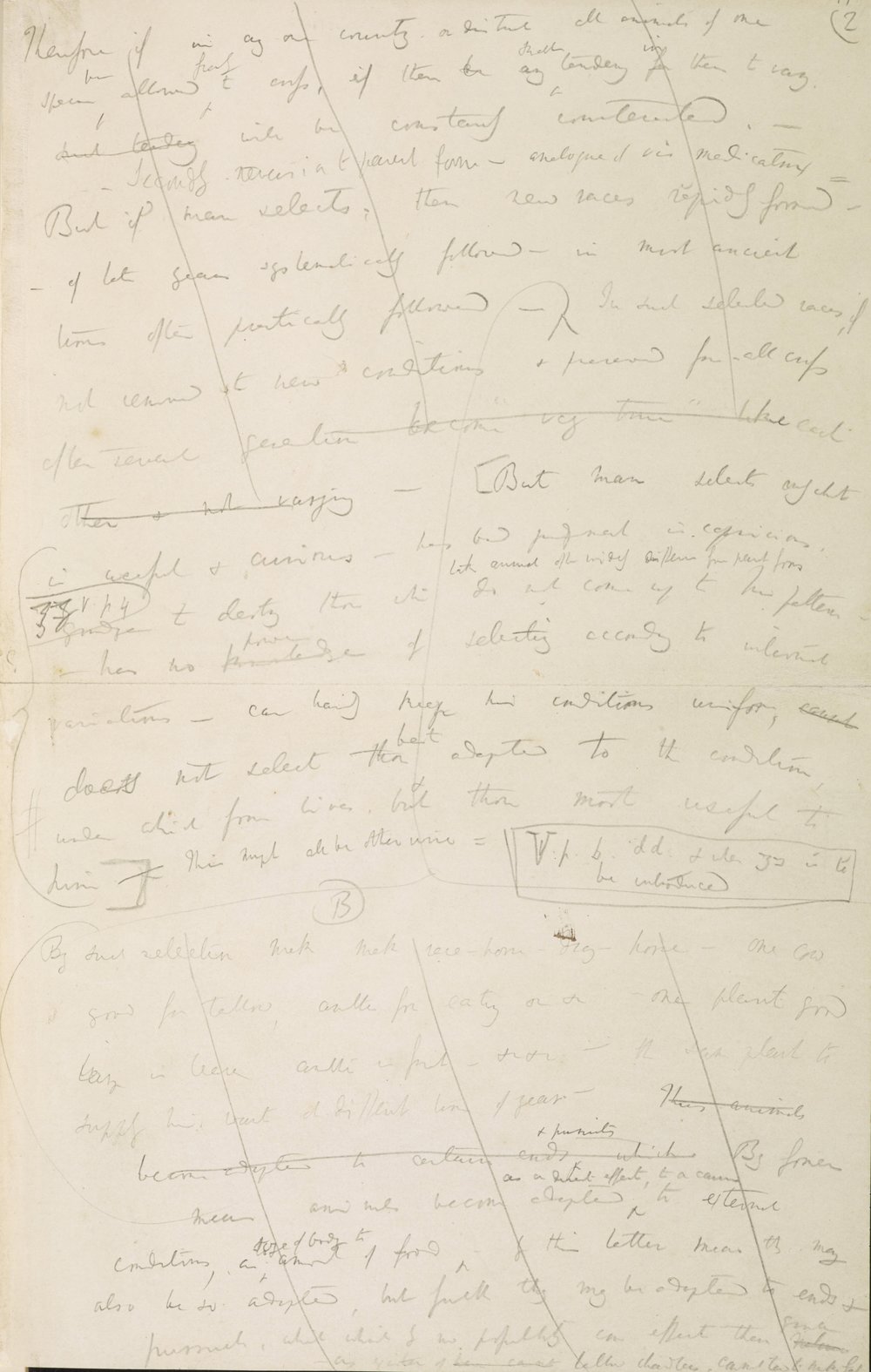 Charles Darwin Manuscript 1842 Pencil Sketch