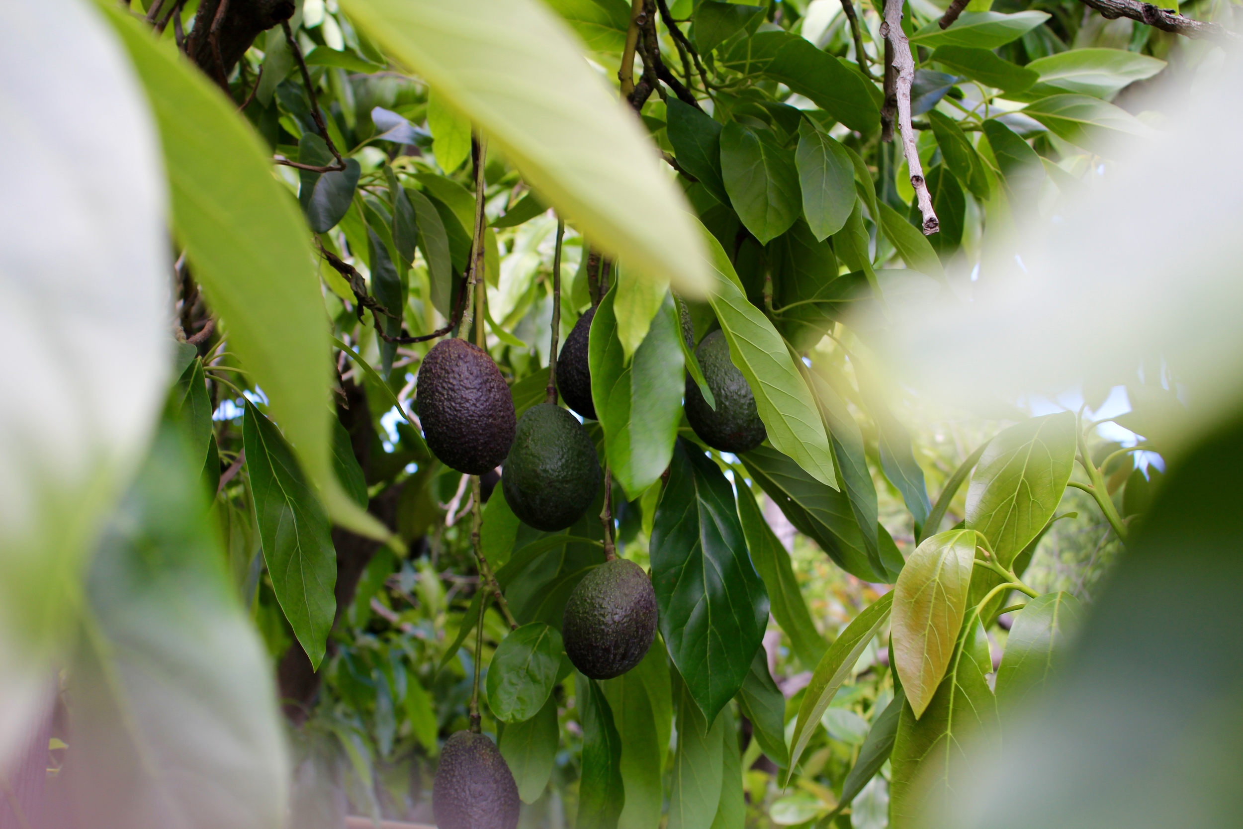 Backyard=Produce Aisle