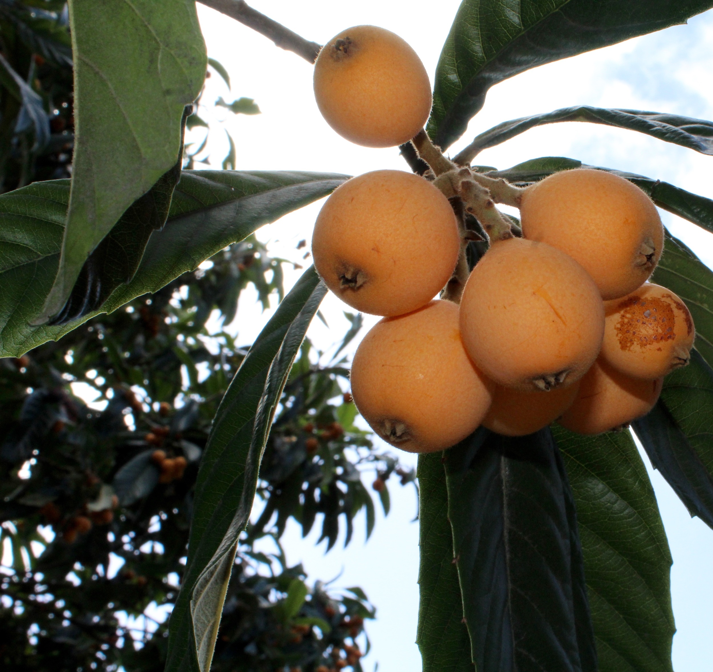 Like most heirloom varietals, loquats are too delicate for commercial transport.