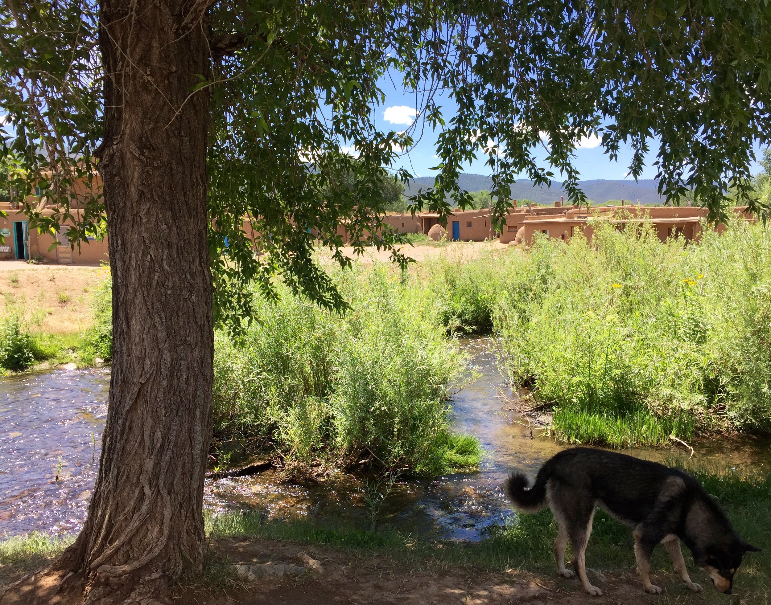 There are many dogs who live in the historic Pueblo, and are totally friendly and at home.