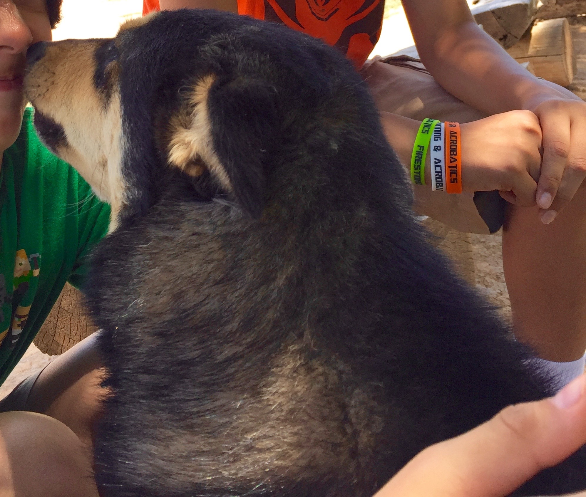 The dogs of Taos Pueblo are expected to do their part to welcome visitors. Seriously.