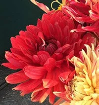 Dahlia flowers