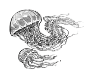 JessicaWarrickJellyfishBlackAndWhite.png
